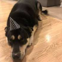 Thumbnail photo of Bane - Courtesy Posting #3