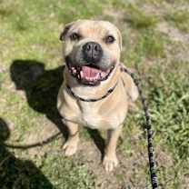 Thumbnail photo of Leonidas #1