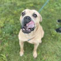 Thumbnail photo of Leonidas #3