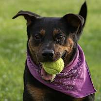 Thumbnail photo of Coral #3