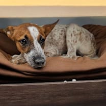 adopt-pet
