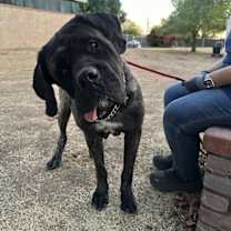 adopt-pet