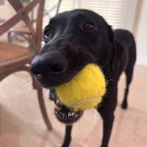 Thumbnail photo of Bandit #4