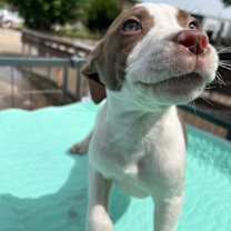 Thumbnail photo of Atlas #1