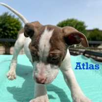 Thumbnail photo of Atlas #4