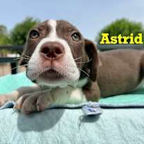 Thumbnail photo of Astrid #4