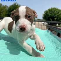 Thumbnail photo of Atlas #3