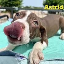 Thumbnail photo of Astrid #3