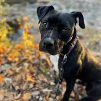 Thumbnail photo of Finnick #3