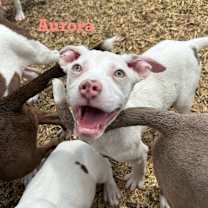 Thumbnail photo of Aurora #1