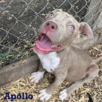 Thumbnail photo of Apollo #1