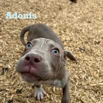 Thumbnail photo of Adonis #1