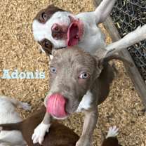 Thumbnail photo of Adonis #3