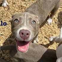 Thumbnail photo of Apollo #3