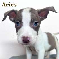 Thumbnail photo of Aries #2
