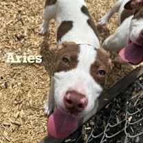 Thumbnail photo of Aries #1