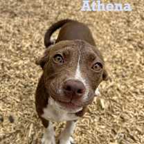 Thumbnail photo of Athena #1
