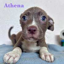 Thumbnail photo of Athena #2