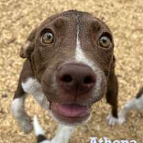 Thumbnail photo of Athena #3