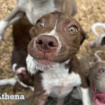 Thumbnail photo of Athena #4