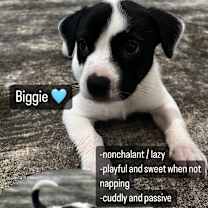 Thumbnail photo of Biggie  #1