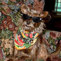 Thumbnail photo of Rusty #1