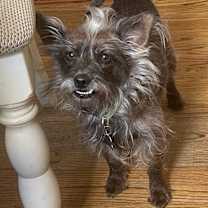 Thumbnail photo of Rusty #2