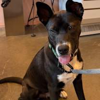 Thumbnail photo of Aster #1