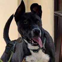 Thumbnail photo of Aster #2