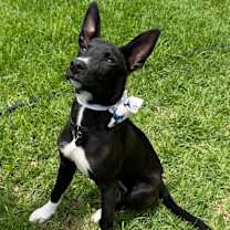 Thumbnail photo of Darla #1