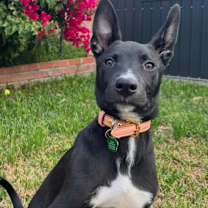 Thumbnail photo of Darla #2