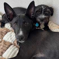 Thumbnail photo of Darla #3