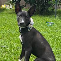 Thumbnail photo of Darla #4