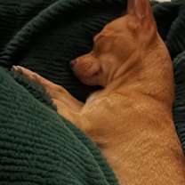 Thumbnail photo of Percy #2