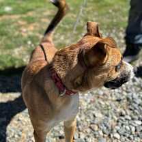 Thumbnail photo of RILEY #4