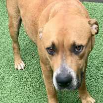 Thumbnail photo of Chloe AKA Merkava #4