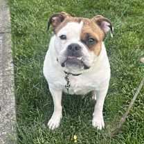 Thumbnail photo of Maggie #1