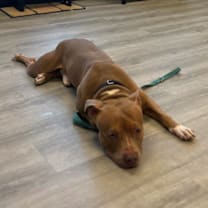 Thumbnail photo of Gabe #2