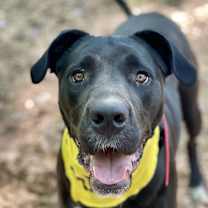 Thumbnail photo of Sunflower aka Psych #1