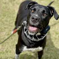 Thumbnail photo of Sunflower aka Psych #3