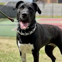 Thumbnail photo of Sunflower aka Psych #4