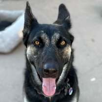 adopt-pet