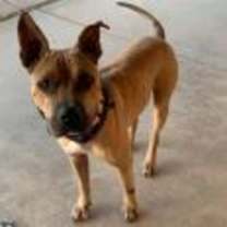 adopt-pet