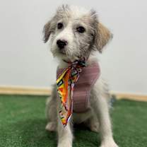 Thumbnail photo of Bonnie #2