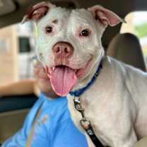 Maddox loves toys and affection!