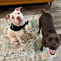 Thumbnail photo of Maddox loves toys and affection! #2