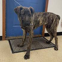 Thumbnail photo of Scout #1