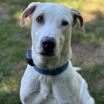 adopt-pet