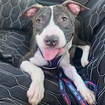 Thumbnail photo of Lola #2