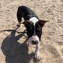 Thumbnail photo of Lola #3